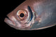 Soldierfish Being Cleaned Cleaner Close-up Wall Decal