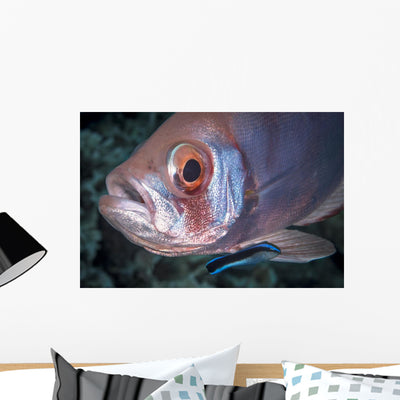 Soldierfish Being Cleaned Cleaner Wall Decal shown on a wall