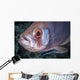 Soldierfish Being Cleaned Cleaner Wall Decal