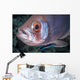 Soldierfish Being Cleaned Cleaner Wall Decal