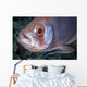 Soldierfish Being Cleaned Cleaner Wall Decal