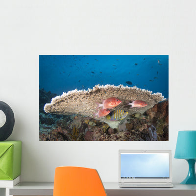 Squirrelfish Reef Komodo National Park Close-up Wall Decal shown on a wall