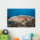 Squirrelfish Reef Komodo National Park Close-up Wall Decal