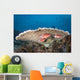 Squirrelfish Reef Komodo National Park Close-up Wall Decal