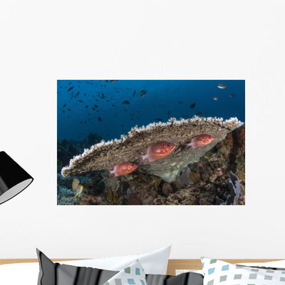 Squirrelfish Reef Komodo National Park Wall Decal shown on a wall
