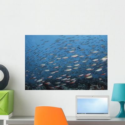 Bluestreak Fusilier School Komodo Open Water Wall Decal shown on a wall