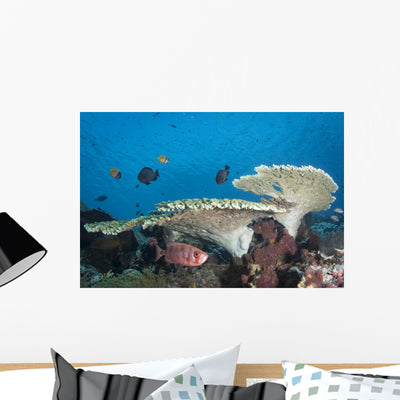 Soldierfish Reef Komodo National Park Wall Decal shown on a wall