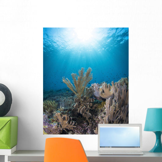Reef Scene Komodo National Sunbeams Wall Decal