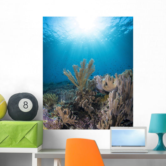 Reef Scene Komodo National Sunbeams Wall Decal