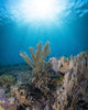 Reef Scene Komodo National Sunbeams Wall Decal