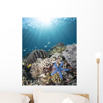 Starfish Reef Komodo National Wall Decal shown on a wall