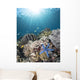 Starfish Reef Komodo National Wall Decal