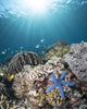 Starfish Reef Komodo National Wall Decal