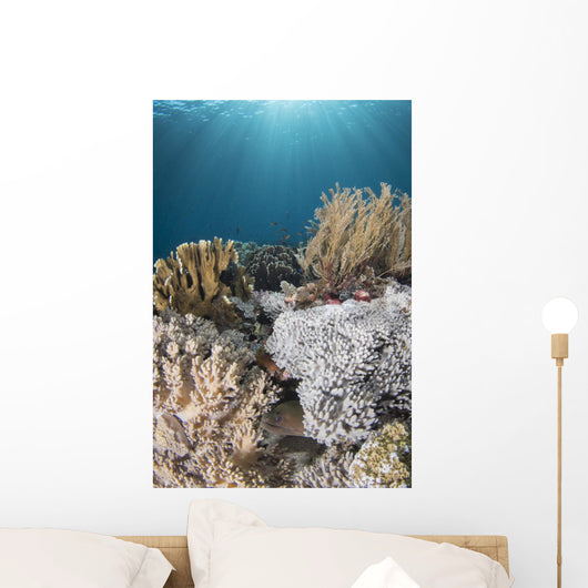 Hiding Eel in Reef Komodo National Wall Decal