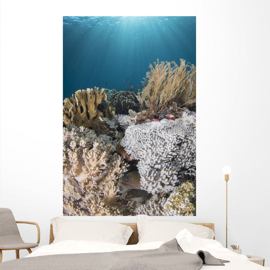 Hiding Eel in Reef Komodo National Wall Decal