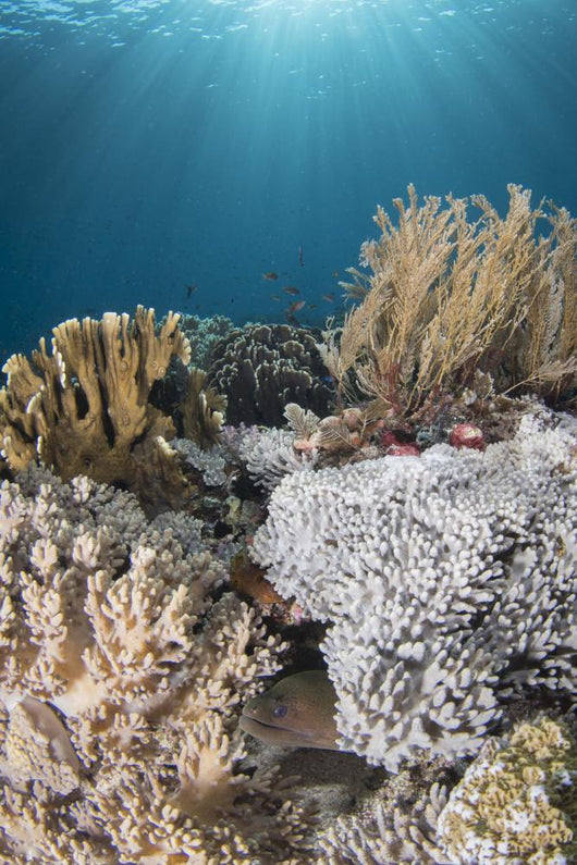 Hiding Eel in Reef Komodo National Wall Decal