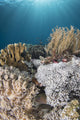 Hiding Eel in Reef Komodo National Wall Decal