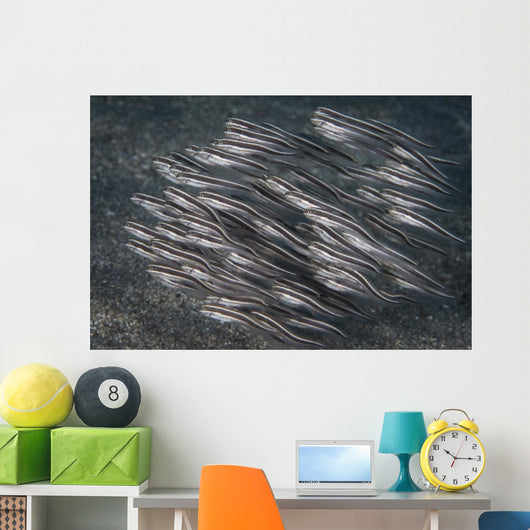 Striped Catfish North Sulawesi Wall Decal