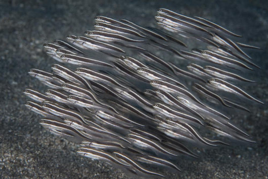 Striped Catfish North Sulawesi Wall Decal
