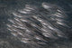 Striped Catfish North Sulawesi Wall Decal