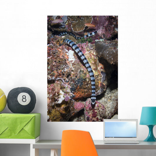 Banded Sea Krait Komodo Wall Decal