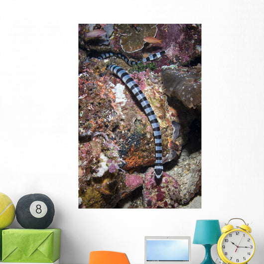 Banded Sea Krait Komodo Wall Decal