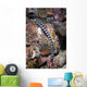 Banded Sea Krait Komodo Wall Decal