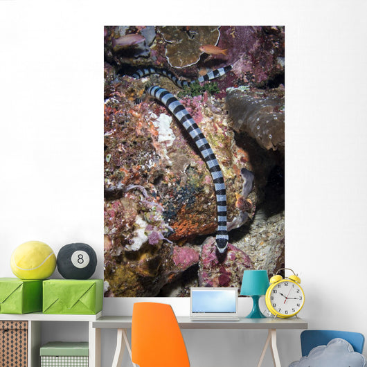 Banded Sea Krait Komodo Wall Decal