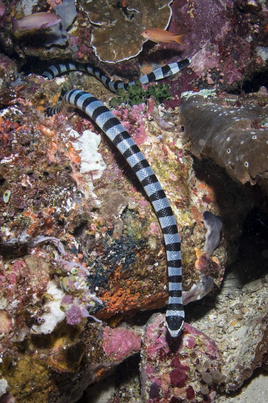 Banded Sea Krait Komodo Wall Decal