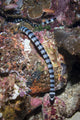 Banded Sea Krait Komodo Wall Decal