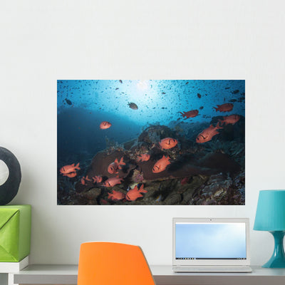 Soldierfish Reef Komodo National Park Close-up Wall Decal shown on a wall