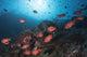 Soldierfish Reef Komodo National Park Close-up Wall Decal