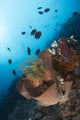 Reef Scene North Sulawesi Wall Decal
