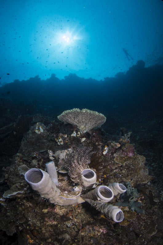 Reef Scene North Sulawesi Close-up Wall Decal