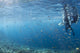 Scuba Divers Reef Komodo Wall Decal