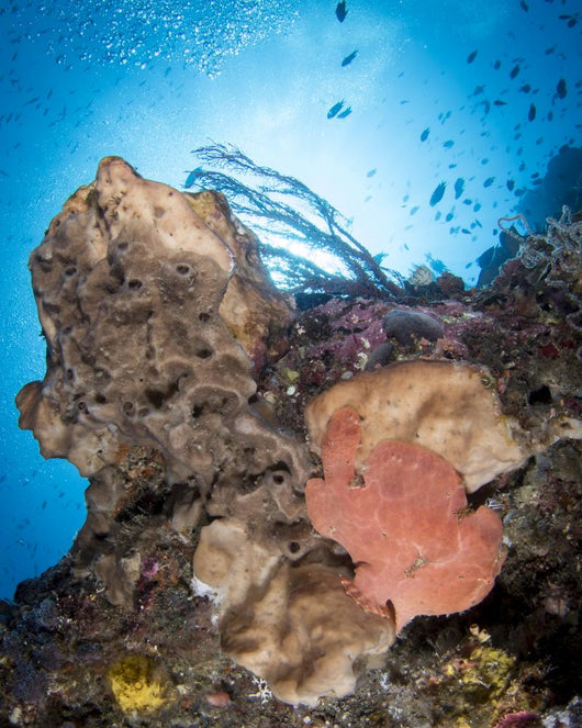 Reef Scene with Frogfish Wall Decal
