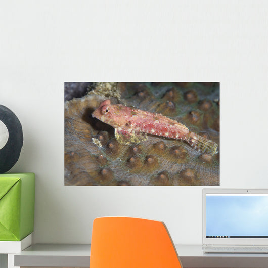 Dragonet North Sulawesi Indonesia Wall Decal