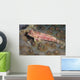 Dragonet North Sulawesi Indonesia Wall Decal