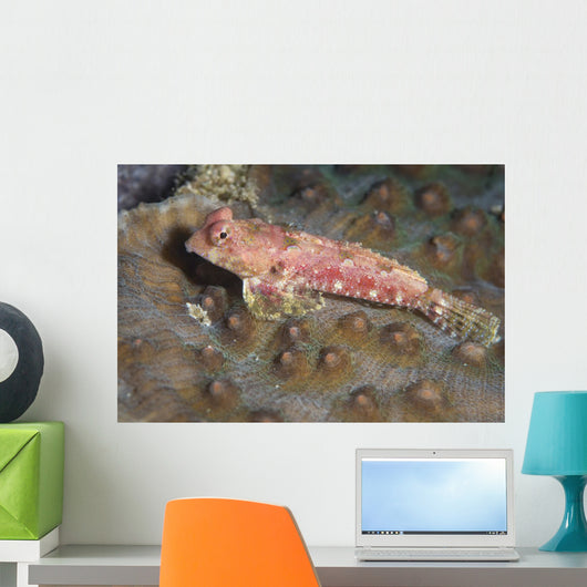 Dragonet North Sulawesi Indonesia Wall Decal