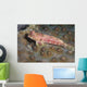 Dragonet North Sulawesi Indonesia Wall Decal