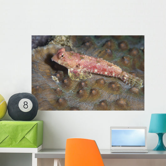 Dragonet North Sulawesi Indonesia Wall Decal