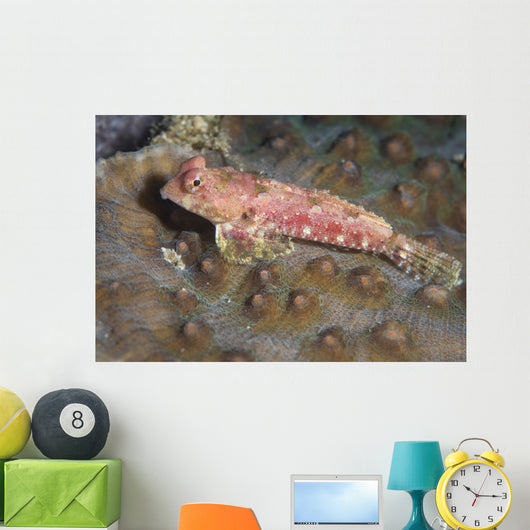 Dragonet North Sulawesi Indonesia Wall Decal