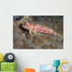 Dragonet North Sulawesi Indonesia Wall Decal