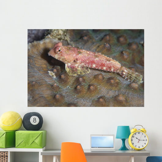 Dragonet North Sulawesi Indonesia Wall Decal