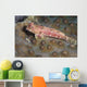 Dragonet North Sulawesi Indonesia Wall Decal