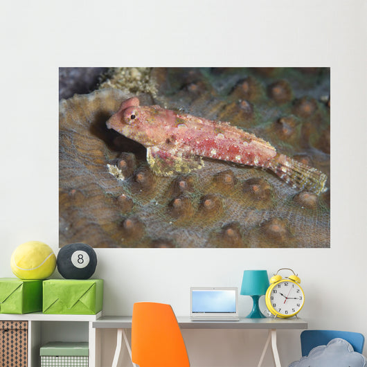 Dragonet North Sulawesi Indonesia Wall Decal