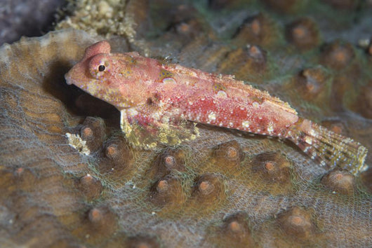Dragonet North Sulawesi Indonesia Wall Decal