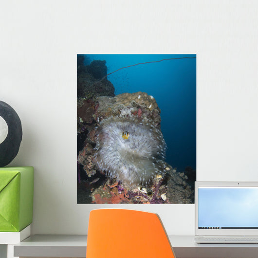 Anemone Kiyosumi Maru Shipwreck Wall Decal
