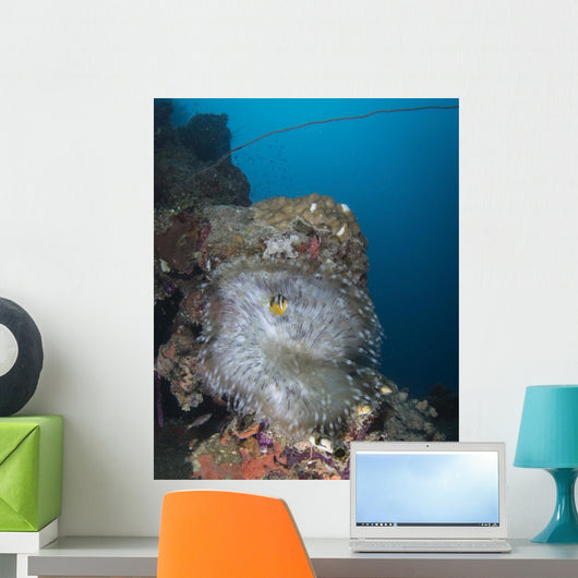 Anemone Kiyosumi Maru Shipwreck Wall Decal