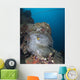 Anemone Kiyosumi Maru Shipwreck Wall Decal